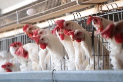 FAO activa protocolos ante brotes de influenza aviar en Latinoamérica