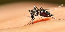 Vacuna brasileña del dengue tiene una eficacia en ensayos de casi el 80 %