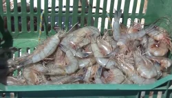 Preocupa al sector pesquero mexicano la introducción de camarón ecuatoriano al país.