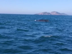Ballena enredada en red de pesca queda varada frente a las costas de Mazatlán