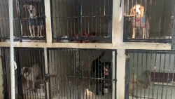 Incrementa la desaparición de mascotas por uso de pirotecnia en Mazatlán