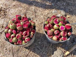 Investigan la importancia cultural y económica de la cosecha de la Pitaya Sahuira en Sinaloa