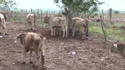 Productores de leche del sur de Sinaloa están “tirando la toalla” debido a crísis