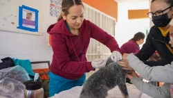 Salud Sonora mantiene vigilancia epidemiológica por rabia silvestre en perro de Bahía de Kino