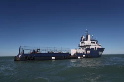 Armada mexicana y Sea Shepherd recogen frutos de protección a vaquita marina