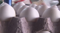 Avicultores dicen que México produce 99,9 % del huevo que requiere su mercado