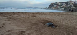 Tortuga Golfina desova en playas de Mazatlán