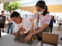 Invita la Secretaría de Salud a vacunar mascotas contra la rabia en Hermosillo
