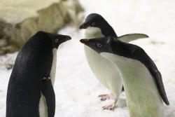 Zoológico cría "a mano" polluelos de pingüino Adelia