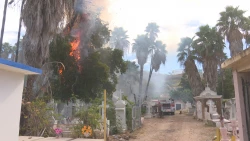Quema de basura en panteón provoca incendio en palmeras