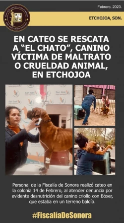 En cateo se rescata a “El Chato”, canino víctima de maltrato o crueldad animal, en Etchojoa