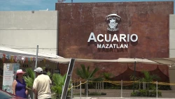 Ayuntamiento de Mazatlán rentará instalaciones del pingüinario  y área de lobos marinos al nuevo Acuario