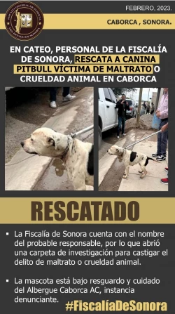 En cateo, personal de la FGJE de Sonora rescata a canina pitbul victima de maltrato y crueldad animal en Caborca