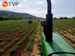 El maíz transgénico se podrá importar