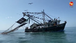 Solo un cuarto de pescadores mazatlecos saldrán por un último viaje de pesca