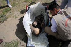 Un repartidor a domicilio cargaba momia prehispánica en su mochila en Perú
