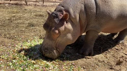 Buscan reubicar hipopótamos de narcotraficante