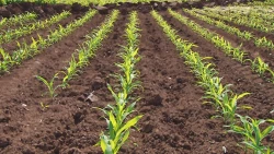 Apoyos en fertilizantes para temperáremos son insuficientes para Sinaloa