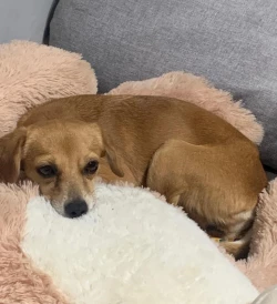 Es importante esterilizar a sus mascotas