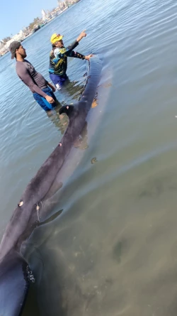 Encuentran a ballena varada cerca de la Isla de la Piedra
