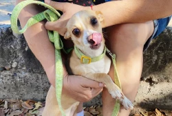 Esteriliza a tu mascota en canchas DIF Barrancos