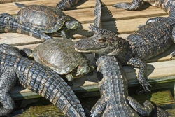 Algunas tortugas y cocodrilos pueden extinguirse en pocos años, según estudio