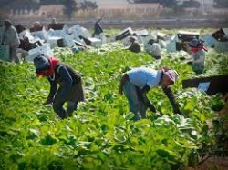 Por vacío de Ley campos agrícolas son controlados