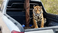 Descartan similitud de tigre robado en Hermosillo