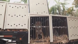 Santuario Ostok llama a respetar la vida silvestre en la mancha urbana