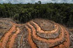 La deforestación en México registra un promedio anual de 127.800 hectáreas