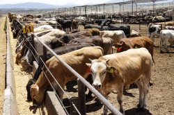 Sector ganadero se prepara para la sequía