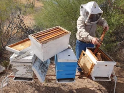 Secretaría de Agricultura invierte 3.8 millones de pesos en mejoramiento de ganado y sector apícola