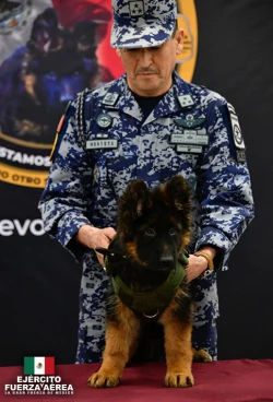 ¡Ya llegó a México el nuevo Héroe! Aterriza de Turquía cachorro donado