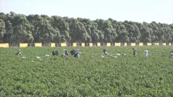 El trabajo es permanente para atender a las jornaleras agrícolas