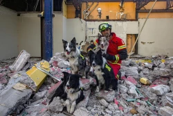 Perros de rescate reciben entrenamiento para ser los próximos "héroes"
