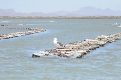 Sonora es el principal productor acuícola en México: Secretaría de Agricultura