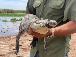 Zoológico de Culiacán libera dos cocodrilos
