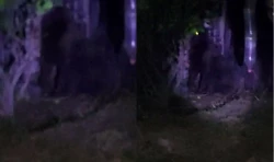 ¡Gorila suelto! Se escapa en el estado de Hidalgo
