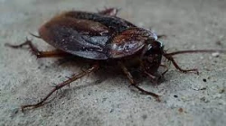 ¡Cucarachas carnívoras! Encuentran especie que se creía extinta desde hace 100 años