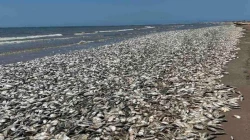 Se llena la costa de peces muertos en Texas