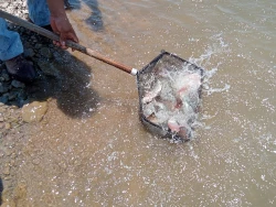Libera IAES tilapia negra en presa “El Oviachic