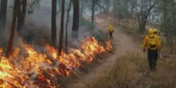 Cerca de 35 mil hectáreas afectadas en Sinaloa