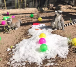 La AZCARM protege a los animales silvestres de la cuarta ola de calor