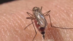 Hay brigadas de limpieza a los criaderos del dengue
