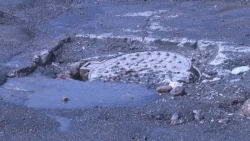 ¿Caíste en un bache y se dañó tu vehículo?