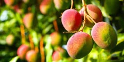 Productores de mango piden seguridad en temporada de cosecha