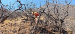 Sofocan incendios forestales en Yécora y Nogales