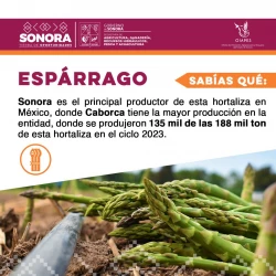 Sonora es el principal productor de espárrago en México: Secretaría de Agricultura