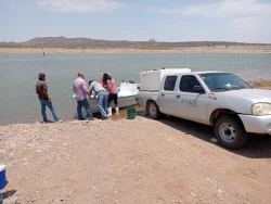 Siembra Gobierno de sonora 800 mil crías de tilapia en la presa El Oviáchic en Cajeme