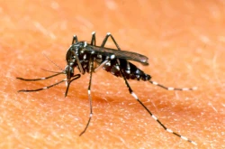 OMS alerta por aumento de casos de dengue